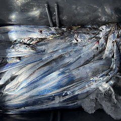 9月 27日（土）午前便・タチウオ釣りの写真その7