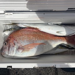 9月27日（土）午前便・タテ釣りの写真その11