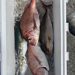 9月27日（土）午前便・タテ釣りの写真その12