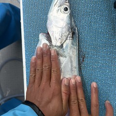 9月 29日（月）午前便・タチウオ釣りの写真その9