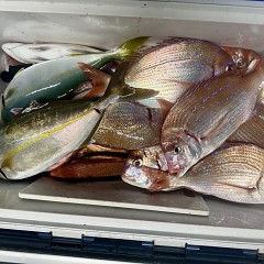 9月 30日（火）午後便・ウタセ真鯛の写真その10