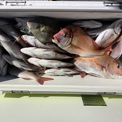 10月 3日(金)午後便・ウタセ真鯛の写真その8