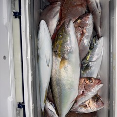 10月 3日(金)午後便・ウタセ真鯛の写真その9