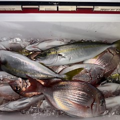 10月 3日(金)午後便・ウタセ真鯛の写真その10