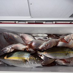 10月 3日(金)午後便・ウタセ真鯛の写真その11