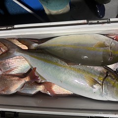 10月 3日(金)午後便・ウタセ真鯛の写真その12