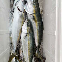 10月4日（土）午後便・タテ釣りの写真その7