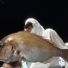 10月 5日（日）午後便・ウタセ真鯛の写真その5