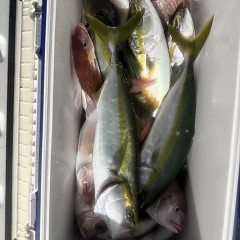 10月 5日（日）午後便・ウタセ真鯛の写真その7