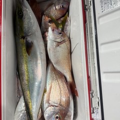10月 5日（日）午後便・ウタセ真鯛の写真その8