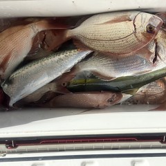 10月 5日（日）午後便・ウタセ真鯛の写真その9