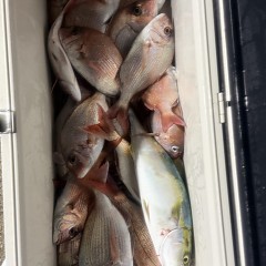 10月 5日（日）午後便・ウタセ真鯛の写真その10