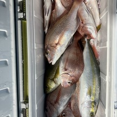 10月 5日（日）午後便・ウタセ真鯛の写真その11