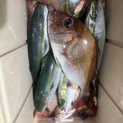 10月 5日（日）午後便・ウタセ真鯛の写真その12