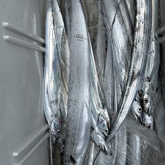 10月 5日（日） 午前便・タチウオ釣りの写真その12