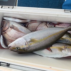 10月 8日（水）午後便・ウタセ真鯛の写真その6