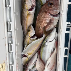 10月 8日（水）午後便・ウタセ真鯛の写真その7