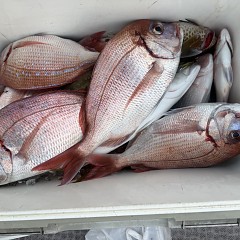 10月 8日（水）午後便・ウタセ真鯛の写真その8