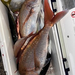 10月8日（水）午後便・ウタセマダイ釣りの写真その4