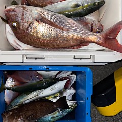 10月8日（水）午後便・ウタセマダイ釣りの写真その5