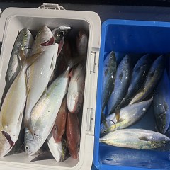 10月 10日(金)午後便・ウタセ真鯛の写真その3