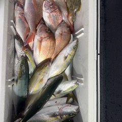 10月 10日(金)午後便・ウタセ真鯛の写真その5