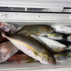 10月 10日(金)午後便・ウタセ真鯛の写真その8