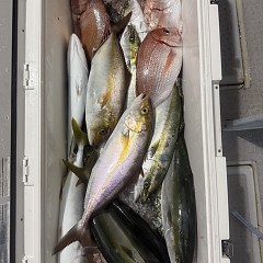 10月 10日(金)午後便・ウタセ真鯛の写真その9