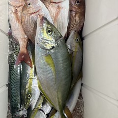 10月 10日(金)午後便・ウタセ真鯛の写真その10