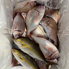 10月10日（金）午後便・ウタセマダイ釣りの写真その7