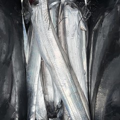 10月 11日(土)午前便・タチウオ釣りの写真その12