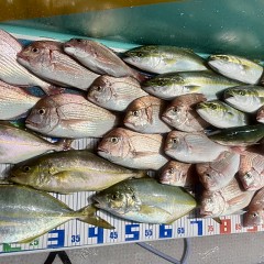 10月 11日(土)午後便・ウタセ真鯛の写真その7