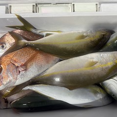 10月 11日(土)午後便・ウタセ真鯛の写真その8