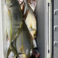 10月 11日(土)午後便・ウタセ真鯛の写真その9