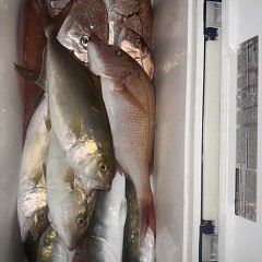 10月 11日(土)午後便・ウタセ真鯛の写真その10