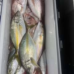 10月 11日(土)午後便・ウタセ真鯛の写真その12