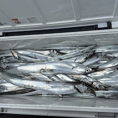 10月 12日（日）午前便・タチウオ釣りの写真その12