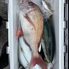 10月12日(日)午前便・タテ釣りの写真その6