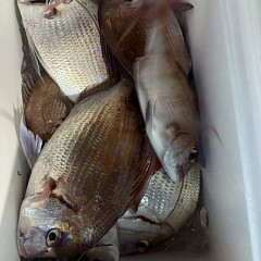 10月 14日(水)午後便・ウタセ真鯛の写真その3