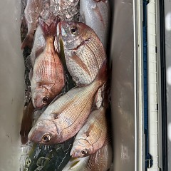 10月 14日(水)午後便・ウタセ真鯛の写真その4