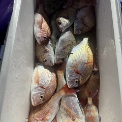 10月 14日(水)午後便・ウタセ真鯛の写真その5