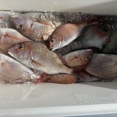 10月 14日(水)午後便・ウタセ真鯛の写真その6