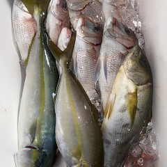 10月15日(水)午後便・ウタセマダイ釣りの写真その10