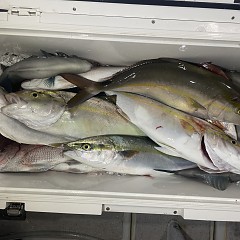 10月 16日(木)午後便・ウタセ真鯛の写真その3