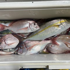 10月 16日(木)午後便・ウタセ真鯛の写真その5