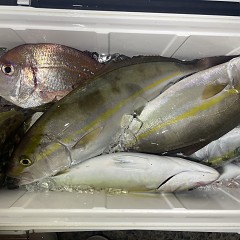 10月 16日(木)午後便・ウタセ真鯛の写真その7