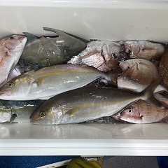 10月 16日(木)午後便・ウタセ真鯛の写真その8