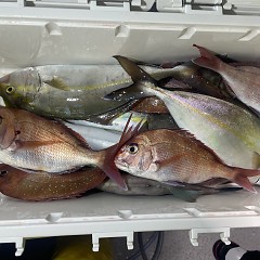 10月 16日(木)午後便・ウタセ真鯛の写真その9