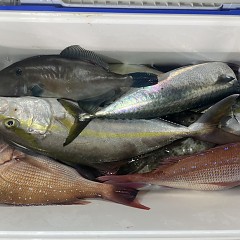 10月 16日(木)午後便・ウタセ真鯛の写真その10