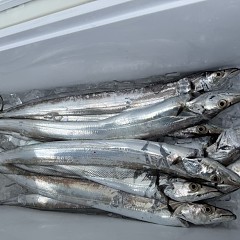 10月 17日(金)午前便・タチウオ釣りの写真その7